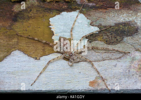 Huntsman spider (pandercetes lichen sp) Banque D'Images