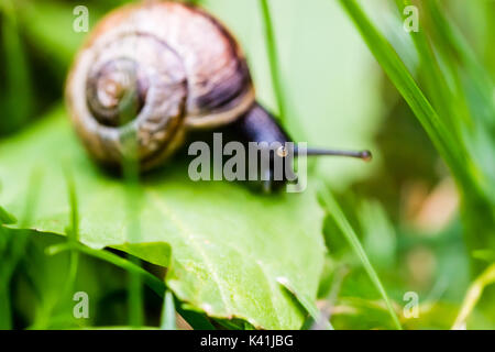 Petit escargot ramper sur feuille verte dans l'herbe. Nice shot macro avec focus sélectif. Banque D'Images