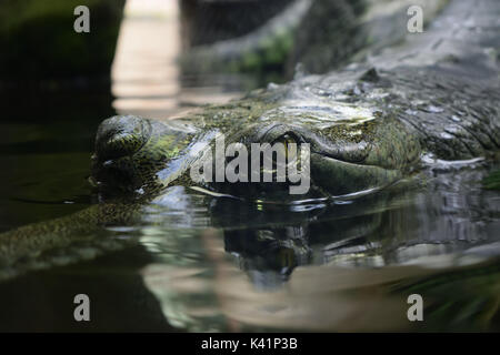 Fermer les yeux et de corps de gavial (gavial) dans de l'eau Banque D'Images