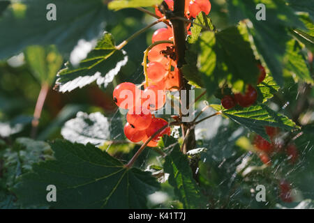 Groseilles rouges frais sur une branche de gooseberry bush. Banque D'Images