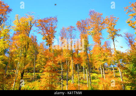 Forêt en automne, feuille tombante Banque D'Images