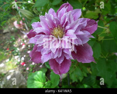 Fleur pourpre white clematis piilu jardin d'été Banque D'Images