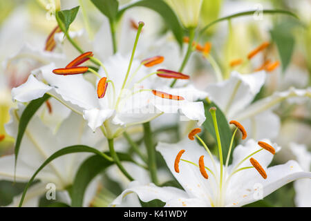 Fleur de lys asiatiques blancs dans le jardin Banque D'Images