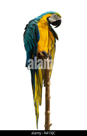 Belle Macaw parrot isolé sur fond blanc Banque D'Images