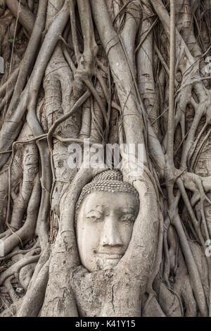 Tête de Bouddha dans les racines des arbres en Wat Mahathat , Ayuthaya , Thaïlande Banque D'Images