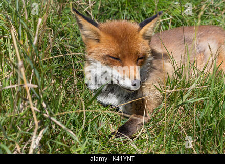 Fox Vulpes vulpes ressemblant à un chien se détendre dans de bonnes conditions météorologiques. Fourrure rouge orange et queue touffue. Ce renard est à la British Wildlife Centre Surrey UK. Banque D'Images