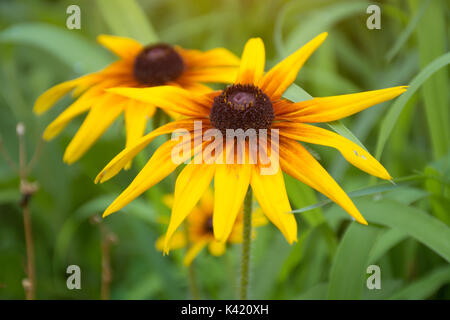 Rudbeckia jaune vif ou Black Eyed Susan fleurs du jardin Banque D'Images