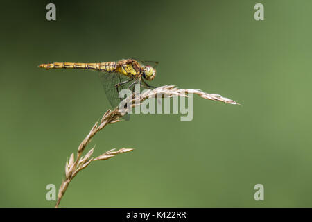 Sympetrum striolatum vert (commune) profil sur l'herbe. Libellule femelle de la famille des Pycnonotidae, montrant les jambes noir avec bandes jaunes Banque D'Images