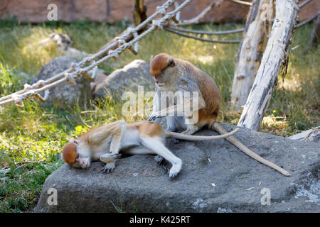 Patas (Erythrocebus patas singe), connu sous le nom de l'oued ou hussar monkey Banque D'Images