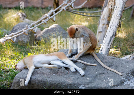 Patas (Erythrocebus patas singe), connu sous le nom de l'oued ou hussar monkey Banque D'Images