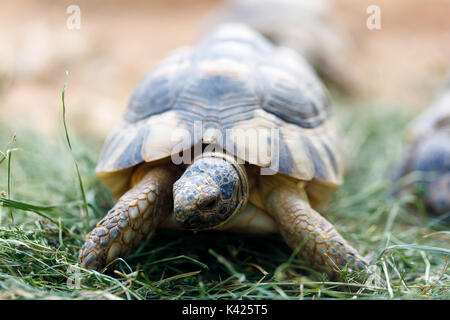 (Agrionemys horsfieldii tortue russe), également connu sous le nom de la tortue d'Horsfield ou l'Asie centrale tortois Banque D'Images