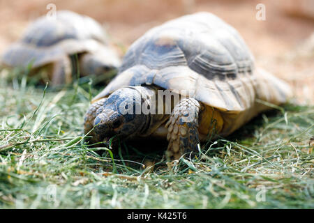 (Agrionemys horsfieldii tortue russe), également connu sous le nom de la tortue d'Horsfield ou l'Asie centrale tortois Banque D'Images