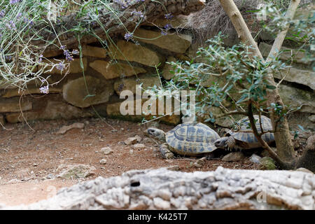 (Agrionemys horsfieldii tortue russe), également connu sous le nom de la tortue d'Horsfield ou l'Asie centrale tortois Banque D'Images