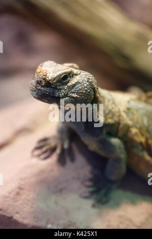 Uromastyx, un genre de lézards dragons d'Afrique et d'Asie, communément appelés les lézards à queue épineuse, uromastyces mastigures, ou des lézards dabb Banque D'Images