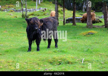 Highland cattle en Norvège Banque D'Images