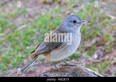 Pie-grièche grise grive. Banque D'Images
