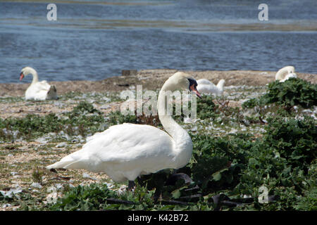 ABBOTSBURY SWANNERY DORSET ; ; le Cygne tuberculé (Cygnus olor) Banque D'Images