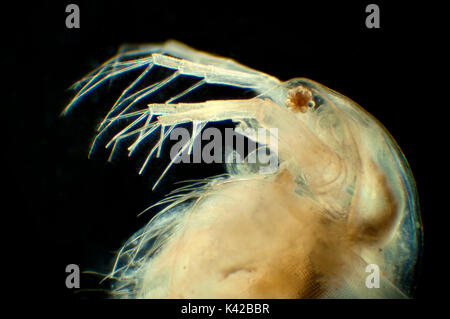 Daphnia longispina, puce d'eau communs, les puces d'eau (Cladocera), crustacés, trouvés dans les habitats d'eau douce, transparente, de caractéristiques anatomiques peuvent facilement Banque D'Images
