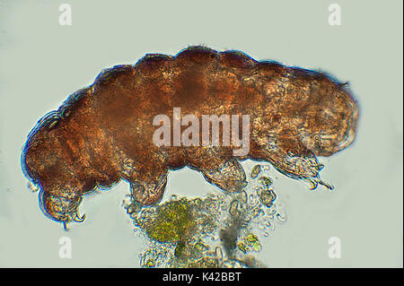 Ours d'eau, Phylum Tardigrade, microscopiques, natation, microscope, l'eau douce, sur fond bleu, contour, transparent, d'allumage des feux blancs, po Banque D'Images
