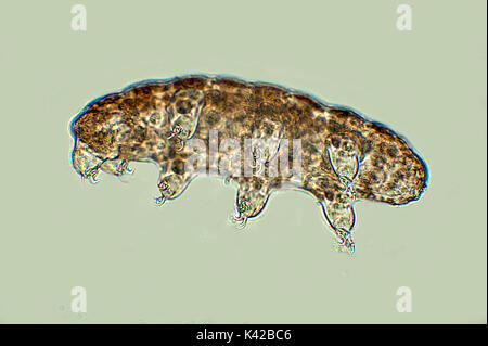 L'ours, l'eau, montrant tous les Phylum Tardigrade 8 huit jambes, microscopiques, natation, microscope, l'eau douce, sur fond bleu, contour, transparent, Wh Banque D'Images