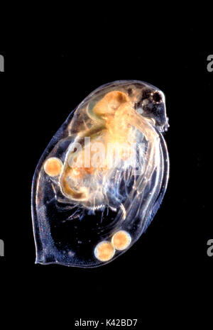 Les daphnies, les puces d'eau, vie aquatique, parthénogenèse, oeufs aquatiques d'eau douce microscopique macro Banque D'Images