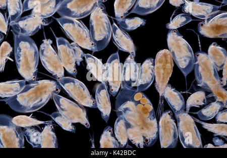Les daphnies, les puces d'eau, vie aquatique, parthénogenèse, oeufs aquatiques d'eau douce microscopique macro Banque D'Images
