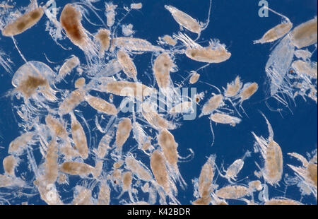 Le plancton marin Océan mer microscopique macro océanique Banque D'Images