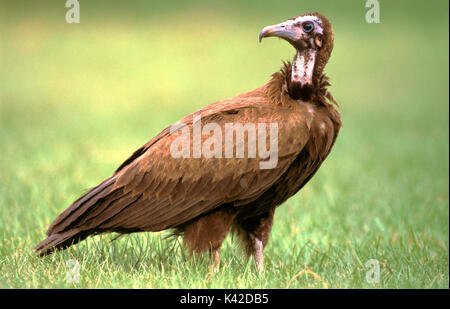 Hooded Vulture, Monachus Gambie, sur l'herbe, l'Afrique de l'Ouest. Banque D'Images