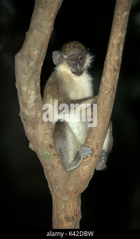 Singe vervet, Cercopithecus aethiops, dans l'arbre, l'Afrique de l'Ouest Banque D'Images