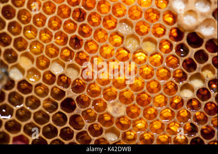 Cellules Honecomb contenant du miel dans la ruche, le miel, l'abeille Apis mellifera, Kent UK Banque D'Images