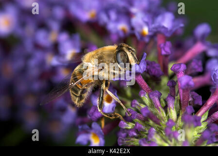 Hoverfly Myathropa florea, nectar, sur fleur, buddleia, dronefly guêpe, abeille imiter Banque D'Images