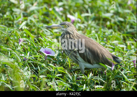 Indian Pond Heron, Ardeola grayii, pataugeant dans l'étang parmi les fleurs, Nalsarovar Bird Sanctuary, Gujarat, Inde Banque D'Images