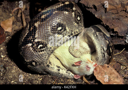 Serpent Python birman ou indiennes, Python molurus, en Asie du sud-est, s'enroula autour de la constriction, proie, d'alimentation, captive Banque D'Images