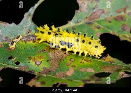 Chenille jaune non identifié, peut-être Slug Caterpillar, Inde Banque D'Images