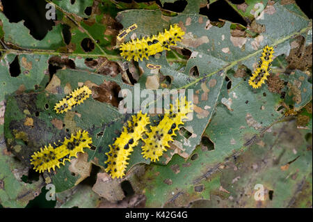 Chenille jaune non identifié, peut-être Slug Caterpillar, Inde Banque D'Images