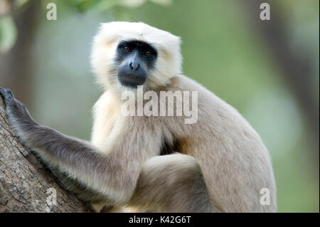 Gray, commun ou Langur Hanuman, Semnopitheaus animaux singe, Corbett National Park, Uttarakhand, Inde du Nord Banque D'Images