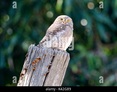 Prescription d'Asie Owlet Glaucidium, cuculoides, perché au sommet de l'arbre mort, Corbett National Park, Uttarakhand, Inde du Nord, Banque D'Images