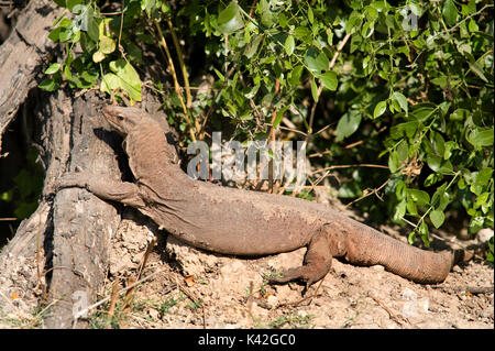 Moniteur ou Indien commun Varan du Bengale, Varanus bengalensis, parc national de Keoladeo Ghana, Inde Rajasthan, autrefois connu sous le nom de Bi de Bharatpur Banque D'Images