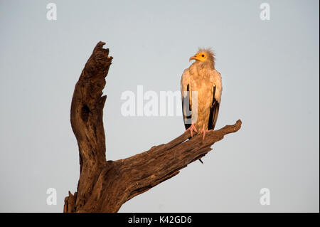 Percnoptère Neophron percnopterus, parc national de Keoladeo Ghana,, Rajasthan (Inde), anciennement connu sous le nom d'oiseaux de Bharatpur, perché sur de Banque D'Images