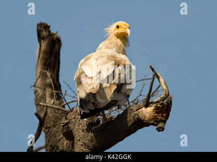 Percnoptère Neophron percnopterus, parc national de Keoladeo Ghana,, Rajasthan (Inde), anciennement connu sous le nom d'oiseaux de Bharatpur, perché sur de Banque D'Images