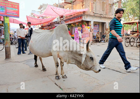 Rue commerçante et les bovins, Bharatpur, Rajasthan, Inde | Einkaufsstrasse und Hausrind, Bharatpur, Rajasthan, Indien Banque D'Images