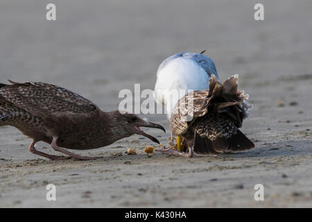 American herring gull ou smithsonian Gull (Larus smithsonianus ou Larus argentatus smithsonianus) alimentation adultes poussins au crabe Banque D'Images