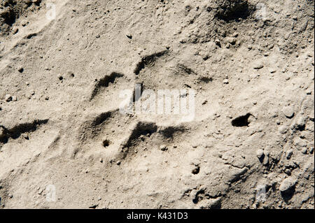 Tiger Paw mark de boue et de sable, le parc national de Kaziranga, Assam, Inde, Patrimoine Mondial de l'UICN et de catégorie II., pug, imprimer, empreinte, Big cat Banque D'Images