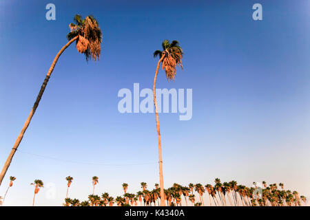Une rangée de Washingtonia filifera mature aka Californie paumes de ventilateur. Photographié en Israël Banque D'Images