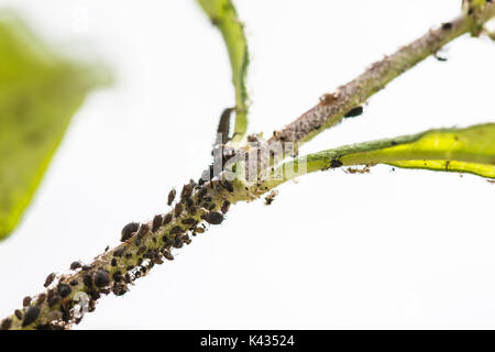 Les larves de coccinelle et de simulies sur un Buddleia Banque D'Images