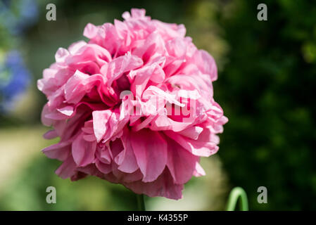 Un gros plan d'une pivoine rose pavot (Papaver paeoniflorum) Banque D'Images