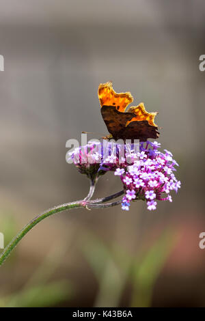 Comma Butterfly - Polygonia c-album Catching sun sur les plantes en jardinerie Salisbury Angleterre UK Banque D'Images