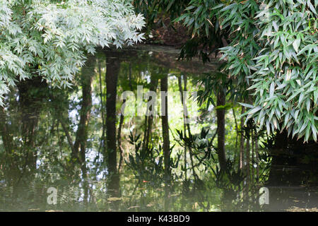 Les jardins de l'eau célèbre Labor-Marliac pour cultiver des nénuphars Banque D'Images