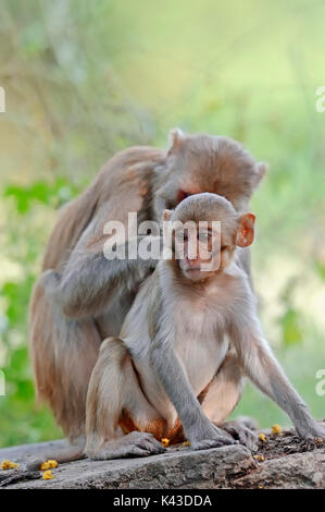 Singe rhésus, avec de jeunes femmes, le parc national de Keoladeo Ghana, Rajasthan, Inde / (Macaca mulatta) | Rhesusaffe Jungtier Weibchen, mit Banque D'Images