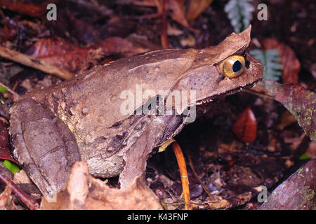 Montane (megophrys kobayashii grenouille cornue) Banque D'Images